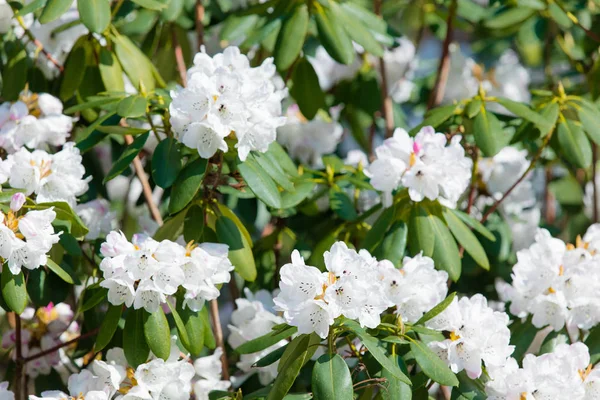 Kvetoucí Rhododendron irroratum strom v jarním období v zahradě — Stock fotografie