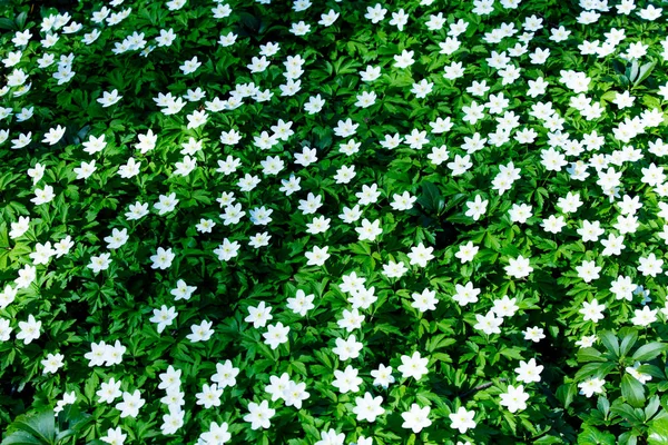 Φωτογραφία του όμορφη λευκή ανθισμένα λουλούδια Vinca ανήλικος με σάουντρακ των ται — Φωτογραφία Αρχείου