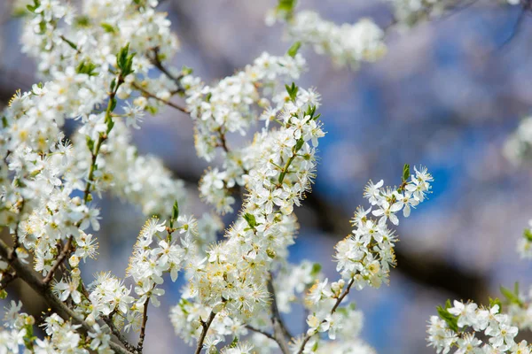 Zdjęcie z pięknie kwitnące drzewo Myrtaseae — Zdjęcie stockowe
