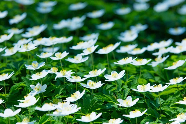 Photo de belles fleurs blanches en fleurs Vinca Minor avec wonde — Photo