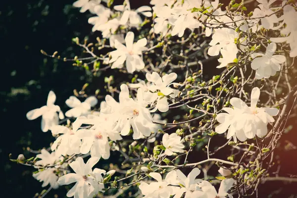 Photo de belles fleurs blanches en fleurs avec de magnifiques pétales — Photo