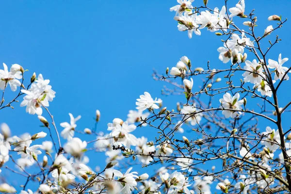 Photo of beautiful blooming Myrtaseae  tree — Stock Photo, Image