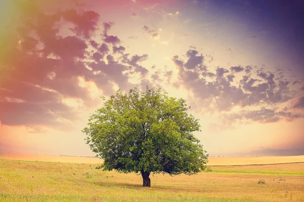 Одинокое зеленое дерево на поле — стоковое фото
