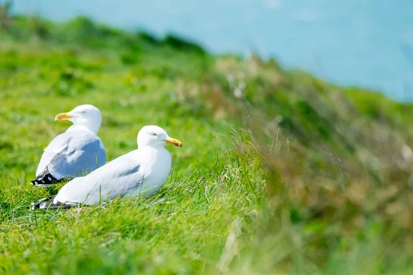 Seagulls at the green grass — Stock Photo, Image