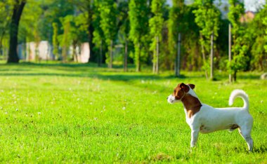 jack Russel terrier yeşil park