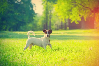 jack Russel terrier Park 