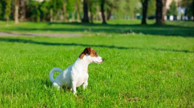 jack Russel terrier yeşil park