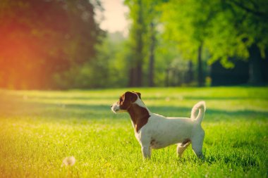 jack Russel terrier yeşil park