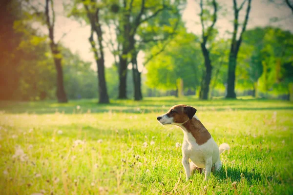 Jack russel Terriër in park — Stockfoto