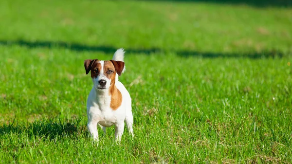 Jack russel Terriër in groen park — Stockfoto