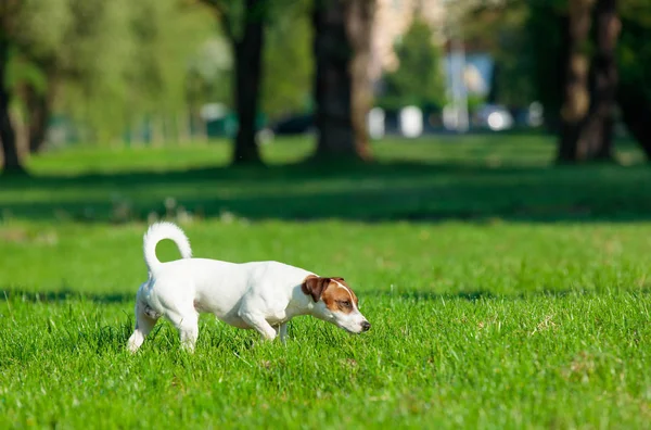 Jack Russel terrier in park — стоковое фото