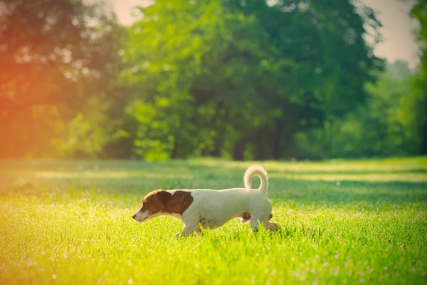 Jack russel terrier in park — Stock Photo, Image