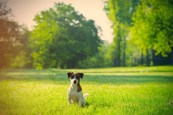 Jack russel Terriër in groen park — Stockfoto