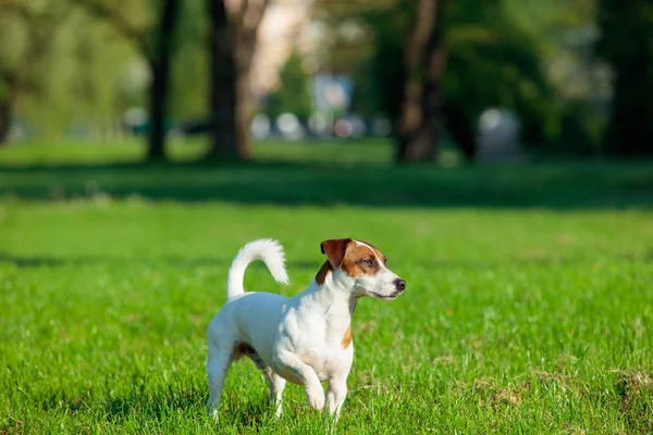 Jack russel terrier w parku — Zdjęcie stockowe