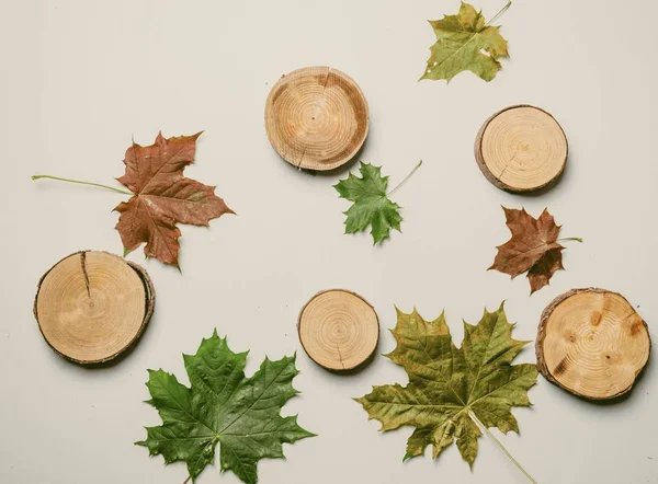 Hojas y troncos de arce de otoño — Foto de Stock