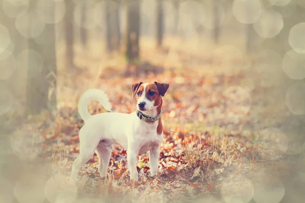 Leuke hond in park — Stockfoto