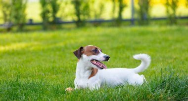 Jack Russell Terrier Köpeği