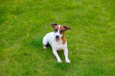 Jack Russell Terrier Köpeği