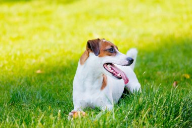 Jack Russell Terrier Köpeği