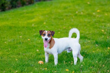 Jack Russell Terrier Köpeği