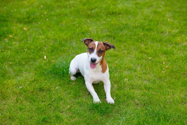 Jack Russell terrier perro —  Fotos de Stock