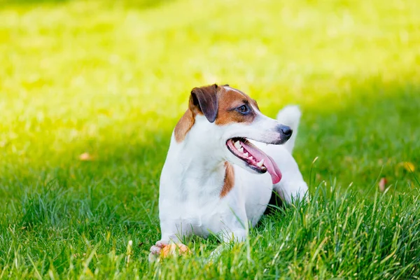 Jack Russell Terrier Köpeği