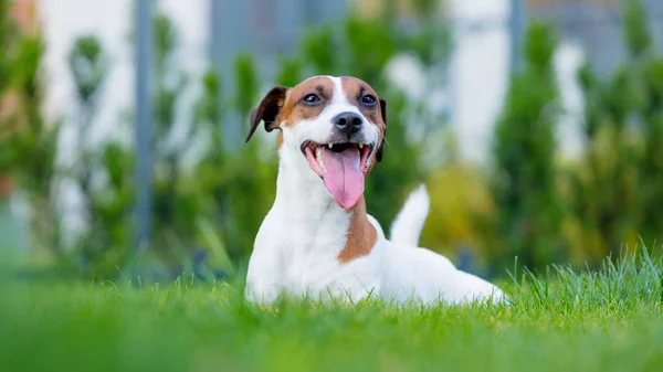 Jack Russell terrier perro —  Fotos de Stock