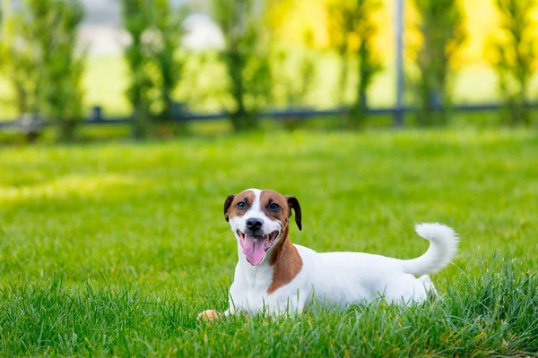 杰克 · 鲁塞尔犬 — 图库照片