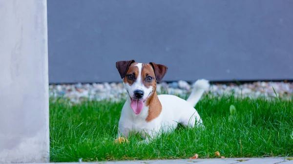 Jack Russell terrier perro —  Fotos de Stock