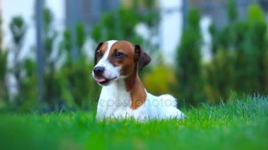 Jack Russell Terrier Köpeği