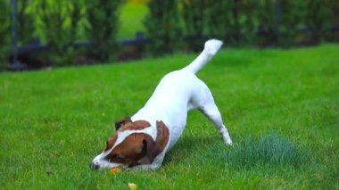 Jack Russell Terrier Köpeği