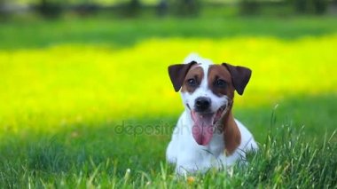 Jack Russell Terrier Köpeği
