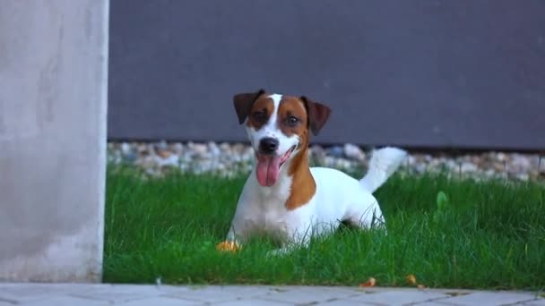 Jack Russell Terrier chien