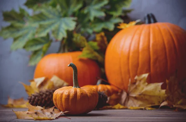 Hösten lite pumpa — Stockfoto