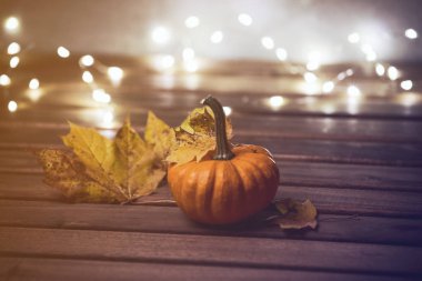 akçaağaç yaprakları ile küçük kabak