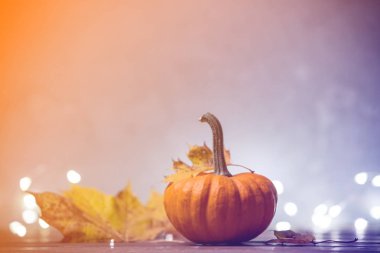 akçaağaç yaprakları ile küçük kabak