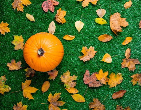 Turuncu kabak ve kuru akçaağaç yaprakları