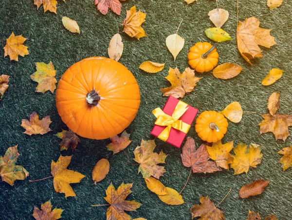 hediye kutusu ve turuncu kabak 