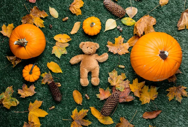 Teddy Beer en pompoenen — Stockfoto