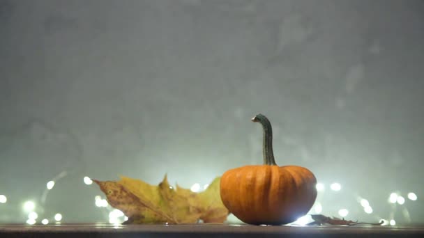 Akçaağaç yaprakları ile küçük kabak — Stok video