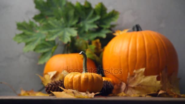 Autumn little pumpkin — Stock Video