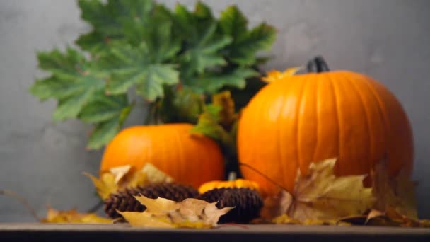 Pequeño pumkin otoño — Vídeos de Stock