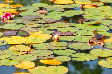 Zambak yaprakları bir su 