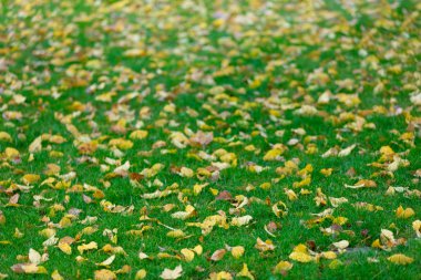 Yeşil çimenlerin üzerinde kavak ağacı yaprakları