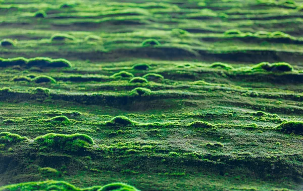 Muschio verde alle rocce — Foto Stock