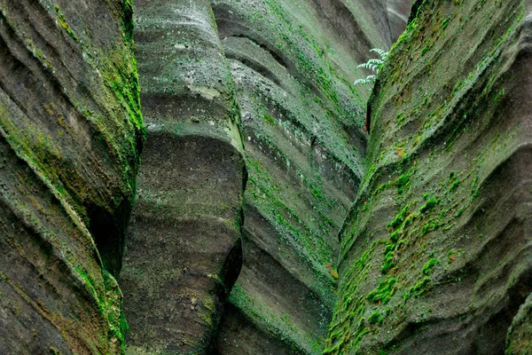 緑の岩にコケ — ストック写真