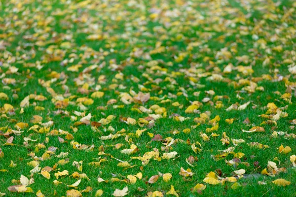 Feuilles de peuplier faux-tremble sur herbe verte — Photo