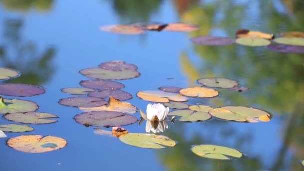 feuilles de lis dans une eau  