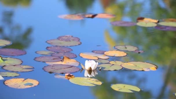 Lelies bladeren in het water — Stockvideo