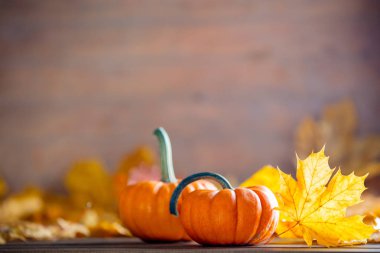 akçaağaç yaprakları ve kabaklar